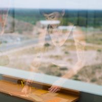 3 claves y 3 aliadas a la hora de elegir plantas de interiores