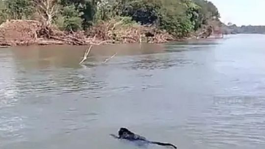 Mirá cómo salvaron a un mono de morir ahogado en el río Paraná