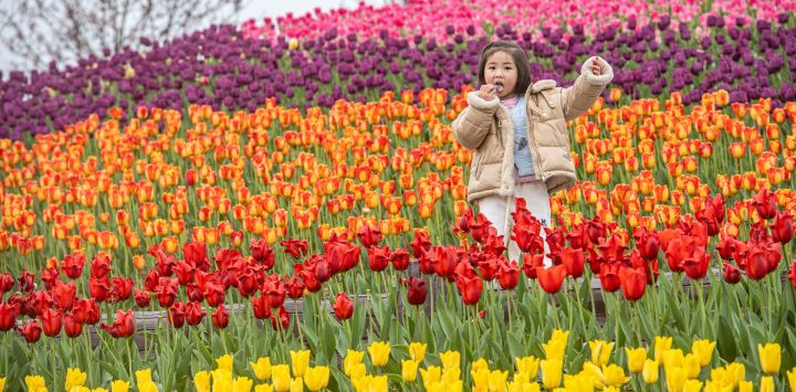 Una niña juega entre tulipanes florecientes en un área escénica, en Chongqing, en el suroeste de China.