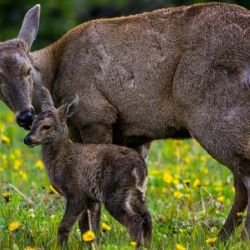 Ñire y su madre se encuentran en perfecto estado de salud