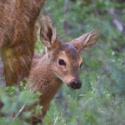 Según los especialistas de la entidad que trabajan en el campo y le están haciendo seguimiento diario al ejemplar, viene evolucionando muy bien