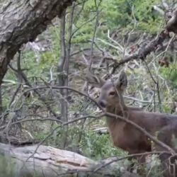 Es la primera cría gestada en la Estación de Rehabilitación y Recría de Huemules Shoonem, en Chubut.