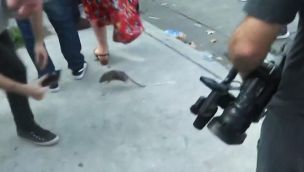 Ratas en las calles de Buenos Aires