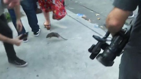 "Es imposible calcular cuantas ratas hay en una ciudad como Buenos Aires"