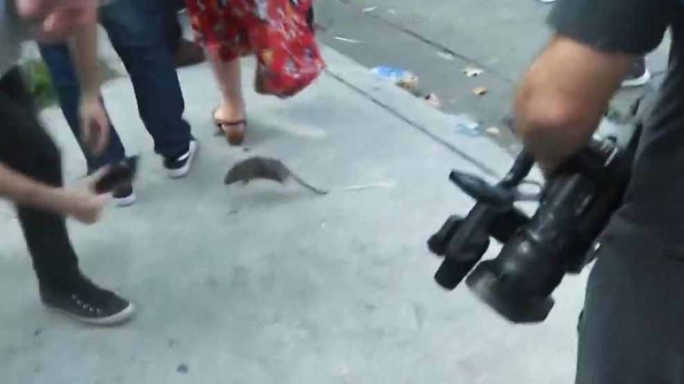Ratas en las calles de Buenos Aires