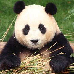 El panda gigante Fu Bao come bambú en el parque de atracciones Everland en Yongin. Foto de Chung Sung-Jun / AFP | Foto:AFP