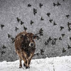 Una vaca se encuentra en un campo bajo la nieve mientras los pájaros vuelan sobre Sorbiers, cerca de Saint-Etienne, centro-este de Francia. Foto de JEAN-PHILIPPE KSIAZEK / AFP | Foto:AFP