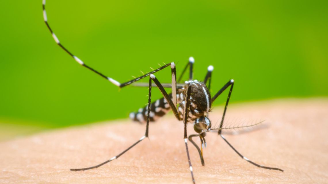 Pico histórico de dengue: se registran más de tres muertes por día y hay  guardias colapsadas | Perfil