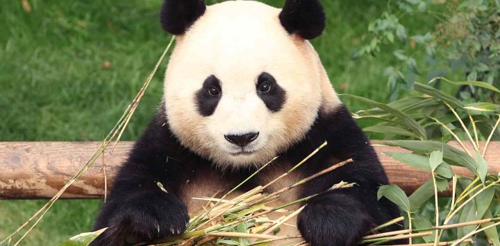El panda gigante Fu Bao come bambú en el parque de atracciones Everland en Yongin. Foto de Chung Sung-Jun / AFP