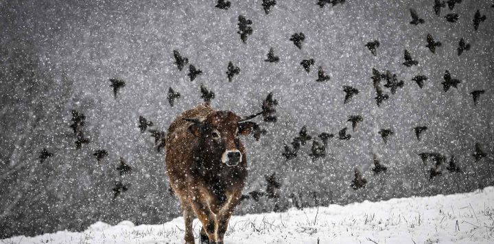 Una vaca se encuentra en un campo bajo la nieve mientras los pájaros vuelan sobre Sorbiers, cerca de Saint-Etienne, centro-este de Francia. Foto de JEAN-PHILIPPE KSIAZEK / AFP