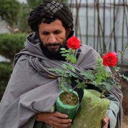 Un hombre afgano lleva plantas de rosas en un vivero en Kandahar. Foto de Sanaullah SEIAM / AFP | Foto:AFP