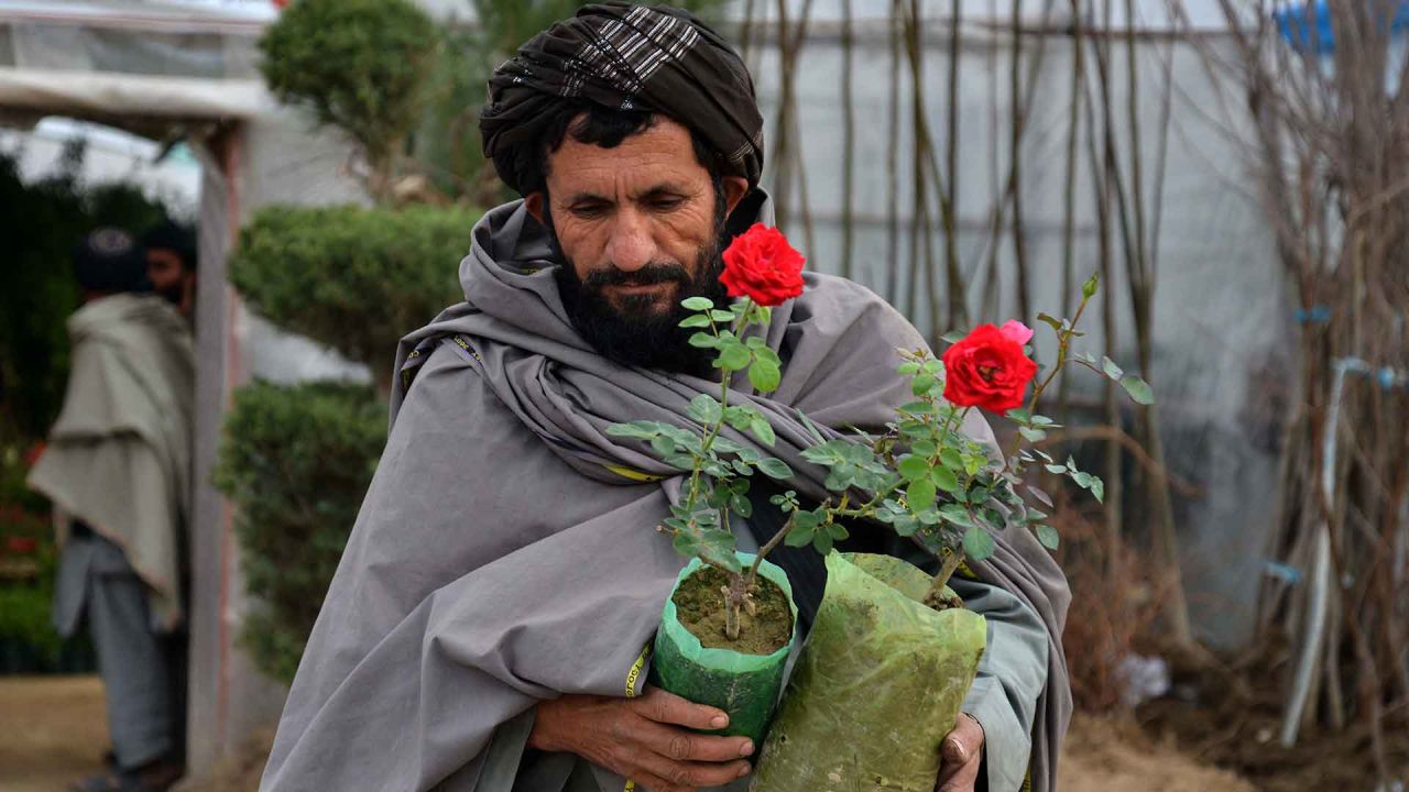 Un hombre afgano lleva plantas de rosas en un vivero en Kandahar. Foto de Sanaullah SEIAM / AFP | Foto:AFP