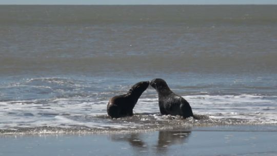 Así fue el esperado regreso de dos lobos marinos a las aguas de San Clemente del Tuyú
