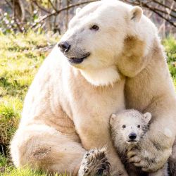 La madre Frimas sale por primera vez con su cachorro de oso polar recién nacido, en el zoológico de Mierlo. Foto de ROB ENGELAAR / AFP  | Foto:AFP