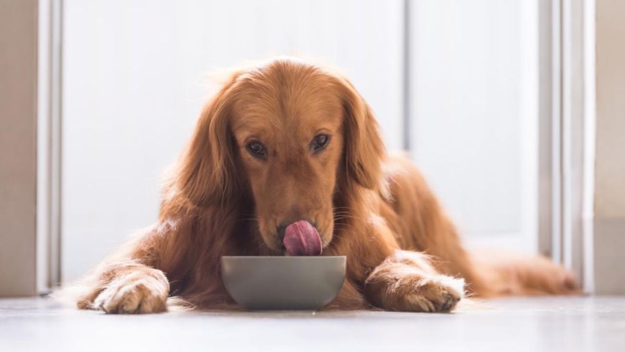 ¿La carne cruda perjudica a la salud de la mascota? | Foto:CEDOC