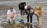 Increíble: una estudiante de geología encontró restos fósiles de un milenario perezoso en una playa de Pehuen Co