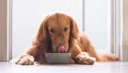 La dieta BARF es la nueva tendencia que propone que los perros lleven una dieta basada principalmente en alimentos sin cocinar.