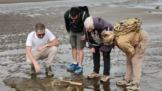 Estudiante de geología encontró restos fósiles de un milenario perezoso en una playa de Pehuen Co