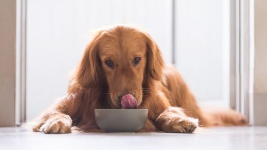 Mascotas: ¿Por qué la comida cruda los puede perjudicar?