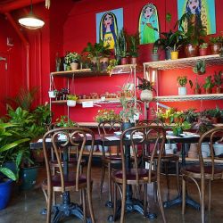 En el Bronx está Mae Mae Café rodeado de una variedad de plantas