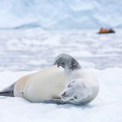 En un crucero que pasa por las Islas Malvinas se puede observar una vida animal maravillosa. Tal como lo ofrece Quark Expeditions.