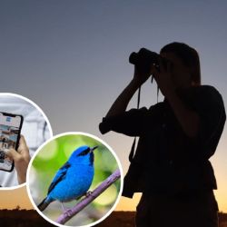 La aplicación para identificar a las aves ya está disponible.