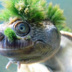 Las tortugas del río Mary parecen tener cabello verde, pero en realidad, su colorido peinado son algas unidas a su cabeza,
