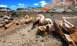Increíble: encuentran el bosque fosilizado más antiguo del mundo en Inglaterra