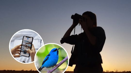 Crean una aplicación digital que permite identificar a todas las especies de aves de la Argentina