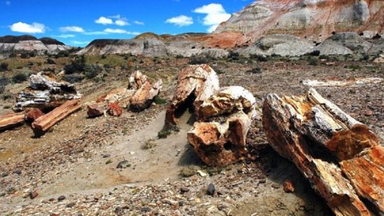 Encuentran el bosque fosilizado más antiguo del mundo en Inglaterra