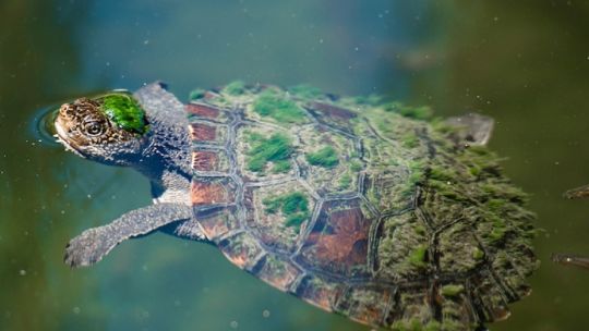 Te presentamos a la única tortuga del mundo que puede respirar por su trasero durante 72 horas