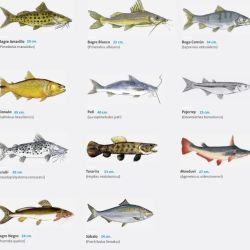 El cuidado de los ejemplares pequeños en un escenario tan favorable puede constituir una inmejorable oportunidad de expansión de los tamaños de peces a futuro.