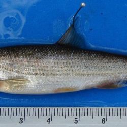 El cuidado de los ejemplares pequeños en un escenario tan favorable puede constituir una inmejorable oportunidad de expansión de los tamaños de peces a futuro.