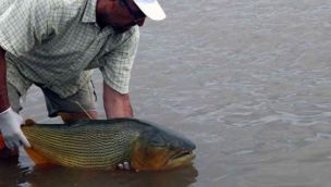 En el río Uruguay piden respetar la talla mínima de pesca
