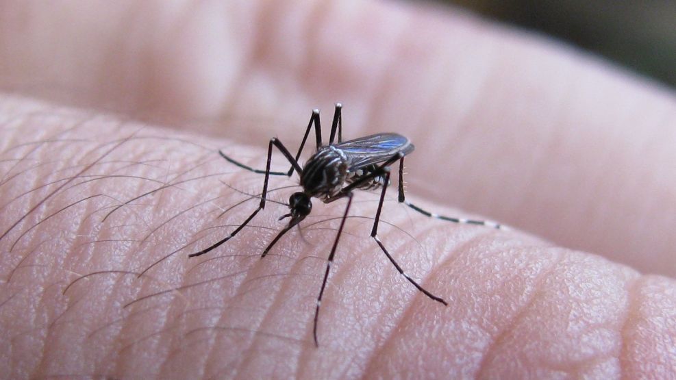 Los casos de dengue comenzaron a crecer de manera acelerada desde finales de febrero.