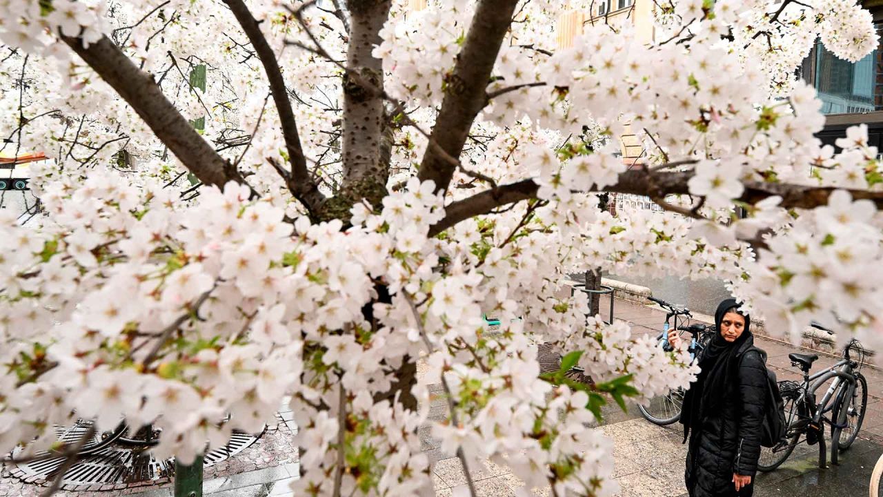 Una mujer camina por una calle bajo árboles en flor en el centro de Frankfurt am Main, Alemania occidental. Foto de Kirill KUDRYAVTSEV / AFP | Foto:AFP