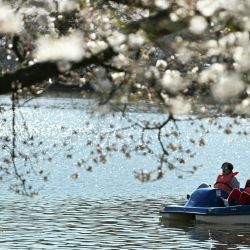 Dos personas disfrutan de un paseo en un bote a pedal cerca de cerezos en flor que rodean la cuenca de marea en Washington, DC. Las flores de cerezo de Washington marcaron el segundo pico de floración más temprano en más de un siglo de registros. | Foto:ROBERTO SCHMIDT / AFP