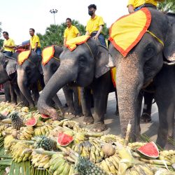Imagen de elefantes comiendo frutas durante un bufé de elefantes con motivo del Día Nacional del Elefante tailandés en el Jardín Tropical de Nong Nooch, en Pattaya, Tailandia. | Foto:Xinhua/Rachen Sageamsak