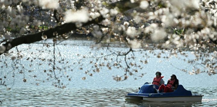 Dos personas disfrutan de un paseo en un bote a pedal cerca de cerezos en flor que rodean la cuenca de marea en Washington, DC. Las flores de cerezo de Washington marcaron el segundo pico de floración más temprano en más de un siglo de registros.