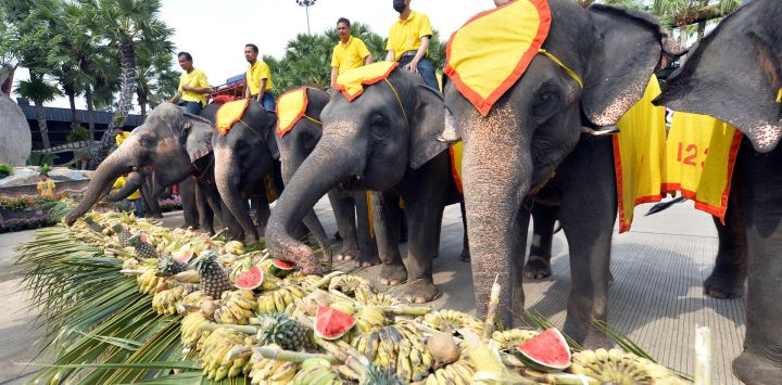 Imagen de elefantes comiendo frutas durante un bufé de elefantes con motivo del Día Nacional del Elefante tailandés en el Jardín Tropical de Nong Nooch, en Pattaya, Tailandia.