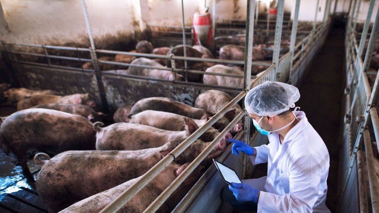 Producción porcina: chanchos en una granja