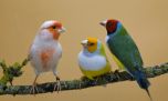 Sorprendente: los pájaros utilizan diferentes dialectos para comunicarse entre sí