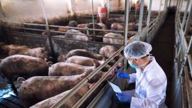 Productor porcino cordobés: "Con 'Viva la Libertad' están dejando a mucha gente sin la libertad de elegir de qué laburar''