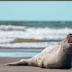 El animal se encontraba descansando en la playa.