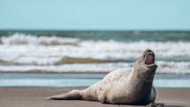 El animal se encontraba descansando en la playa.