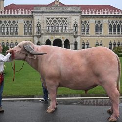 Ko Muang Phet, un búfalo blanco que fue vendido por 18 millones de baht, es visto con su nuevo dueño Jintanat Limtongkul, después de una reunión entre el primer ministro Srettha Thavisin y miembros de la Asociación Tailandesa de Desarrollo de la Cría de Búfalos en la Casa de Gobierno en Bangkok. | Foto:LILLIAN SUWANRUMPHA / AFP