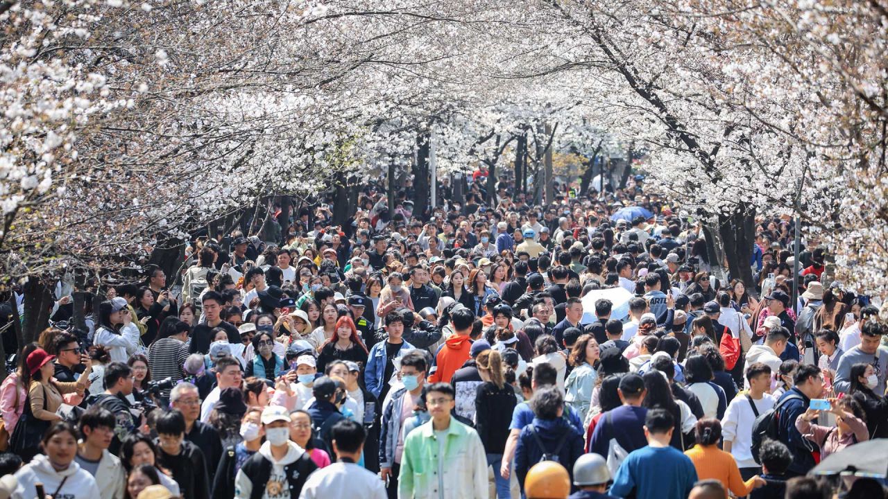La gente camina bajo los cerezos en flor en Nanjing, en la provincia de Jiangsu, en el este de China. | Foto:AFP