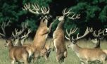 Se inauguró la temporada de avistaje de los ciervos colorados en el Parque Luro
