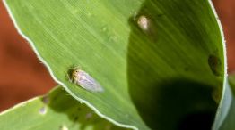 20240323 La plaga de la “chicharrita” provocó pérdidas millonarias en maíz y frena futuros planes de siembra