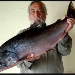 En 2018, el biólogo Jorge Liotta, registro por primera vez el salmón chinook en el delta del río Paraná, en el curso inferior del río de La Plata. (Imagen ilustrativa). 